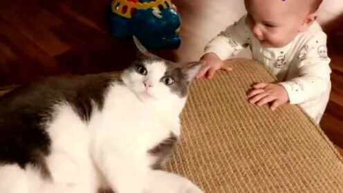 宝宝好奇逗高冷猫猫 宝宝好奇逗高冷猫猫