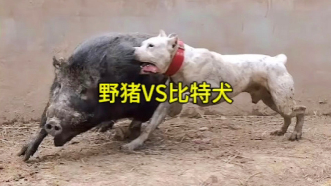 比特犬vs野猪视频直播，一场不该被围观的生死局